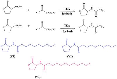 Design and synthesis of quorum-sensing agonist for improving biofilm formation and the application of Acidithiobacillus thiooxidans in bioleaching